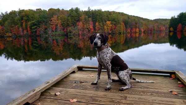 /images/uploads/southeast german shorthaired pointer rescue/segspcalendarcontest2021/entries/22044thumb.jpg